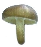 Artificial Light Brown Mushroom, Box of 12 Artificial Light Brown Mushroom, Box of 12