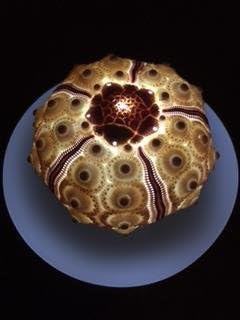 SeaThingz Flameless Candles - Real Sea Urchin Night Light for Indoor &amp; Outdoor Decorative Novelty Lighting - LED Battery Operated Tealight for Elegant Home Decor