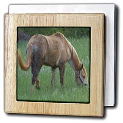 Rebecca Anne Grant Photography Horses - Horse Eating In A Field - Tile Napkin Holders