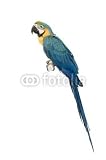 Wallmonkeys Peel and Stick Wall Decals - Ara Arauna - Removable Graphic