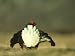 Blackcock, Lyrurus Tetrix, Strathspey, Scotland Photographic Poster Print by Mark Ham...