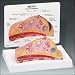 Breast Cross Section Model