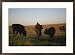 Bison grazing in the Tallgrass Prairie Preserve in the Osage Hills Framed Art Poster Print by Joel Sartore, 29x21