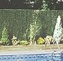 American Permahedge - 6 foot