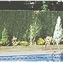 American Permahedge - 8 foot