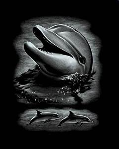 Mammut A30PPSF26 - Scraper Kratzbild Silber gro&szlig; - Delfin Preisvergleich
