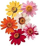 Zinnia Pinwheel Series - Mix Pinwheel - 1 Pkt. (50 seeds)