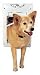 Kitchen & Housewares : Petsafe TWM-11 Pet Door-Medium White