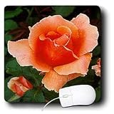 Flowers - Coppery-Peach HT Rose - Mouse Pads