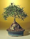 Bonsai Boy's Willow Leaf Ficus Bonsai Tree - Root over Rock - Large ficus nerifolia salicafolia Bonsai Boy's Willow Leaf Ficus Bonsai Tree - Root over Rock - Large ficus nerifolia salicafolia