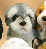 Plush Schnauzer Pup Standing 7