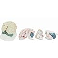 Gehirn Modell Lebensgro� 3-teilig - Anatomie Modell