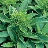 Organic Fino Verde Basil 100 Seeds - Herb