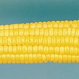 Corn Seeds - Corn Early Sunglow Hybrid