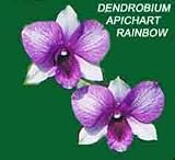 Dendrobium Aprichart Rainbow