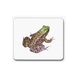 AmphibiansVocabularyCards