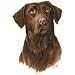 Chocolate Lab Adult T-Shirt
