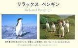 ���å����ڥ󥮥�Penguins��through the researcher��s eye