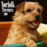 Norfolk Terriers 2009 Calendar, 12x12