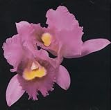 Opeth - Orchid