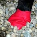 Medium- Pawz Durable All Weather Dog Boots