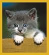 Who Are You (Gray Kitten) Fridge Magnet
