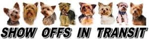Yorkshire Terrier Show Off Car Window Sticker