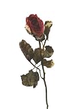 from JustArtificial Artificial Small Sweetheart Rose - 40cm, Red