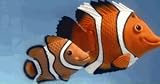 Rainbow ReefTM Clown Fish Family Set