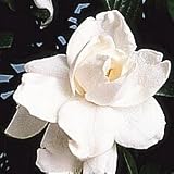 Gardenia