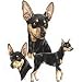 Miniature Pinscher Womens T-Shirt Dress