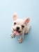 Bulldog Puppy Looking Up Animals Photographic Poster Print by Aflo, 9x12
