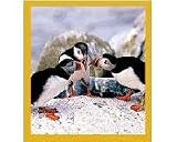 Magnetic Bookmark Puffins' Chat
