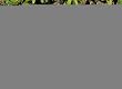 Evergreen 84576 Garden Stone, Dogs Leave Paw Prints on Our Hearts, 11.5-Inche...