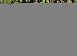 Evergreen 84576 Garden Stone, Dogs Leave Paw Prints on Our Hearts, 11.5-Inche...