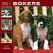 boxer40 - 365 Days of Boxers 2009 Wall Calendar