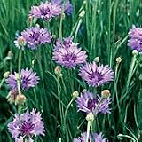 Seeds of Change S11051 Certified Organic Bachelor Buttons Flower