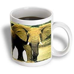 African Elephant - 11oz Mug