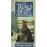 David Attenboroughs Trials of Life : Miracle of Birth (Box set of Four Tapes) [VHS]