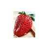 Everbearing Picnic Strawberry 40 Seeds/Seed