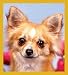Longhaired Chihuahua Bookmark Image