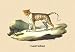 Panthere (Panther) - Paper Poster (18.75 x 28.5)