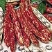 SUTTONS SEEDS: Dwarf French Bean Borlotto Firetongue Seeds (110 seeds)