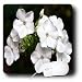 WhiteOak Photography Floral Prints - White Phlox Flowers Two White Flowers - Mouse Pads WhiteOak Photography Floral Prints - White Phlox Flowers Two White Flowers - Mouse Pads