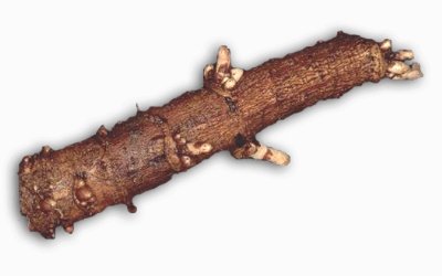 Hop Root Rhizome 2 Pack Willamette By Strange Brew