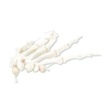 3B Scientific A40/2R Loosely Threaded Human Right Hand Skeleton