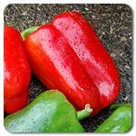 100% Certified Organic: California Wonder Pepper Seeds - B002AQGKGA