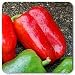 100% Certified Organic: California Wonder Pepper Seeds