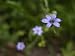 Blue-Eyed Grass Flowers, Wildflowers of the Blue Ridge Mountains Photographic Poster Print by White & Petteway , 30x40
