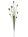 29 Kitten Tail Spray Two Tone Green (Pack of 12)